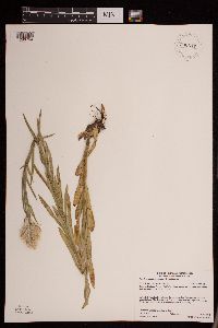 Pseudognaphalium macounii image