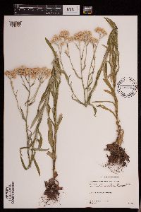 Pseudognaphalium macounii image