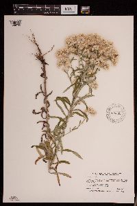 Pseudognaphalium obtusifolium image