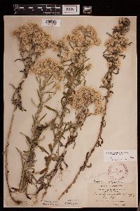 Pseudognaphalium obtusifolium image