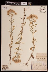 Pseudognaphalium obtusifolium image