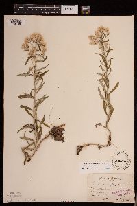 Pseudognaphalium obtusifolium image