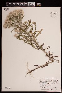 Pseudognaphalium obtusifolium image