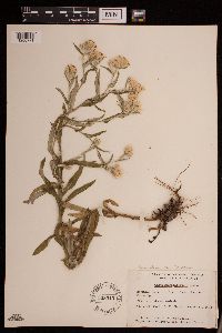 Pseudognaphalium macounii image