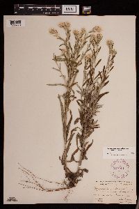 Pseudognaphalium obtusifolium image