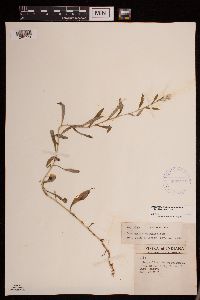 Pseudognaphalium obtusifolium image