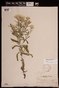 Pseudognaphalium obtusifolium image