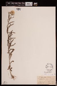 Pseudognaphalium obtusifolium image