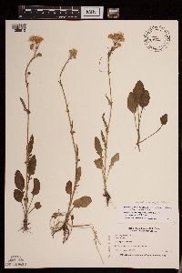 Packera paupercula image
