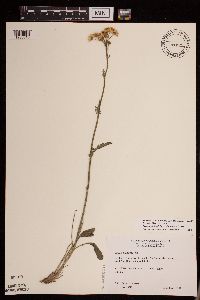 Packera plattensis image