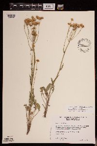 Packera plattensis image