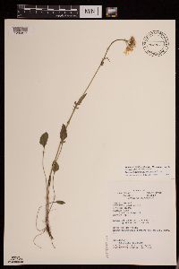 Packera plattensis image