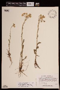 Packera pseudaurea var. semicordata image