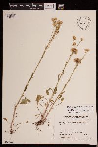 Packera pseudaurea var. semicordata image