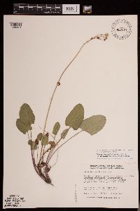 Packera pseudaurea var. semicordata image