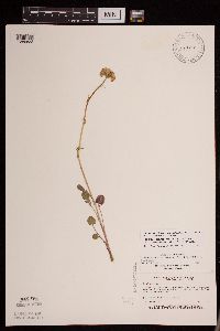 Packera pseudaurea var. semicordata image