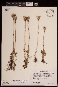 Packera pseudaurea var. semicordata image