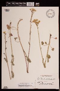 Packera pseudaurea var. semicordata image