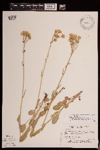 Packera pseudaurea var. semicordata image