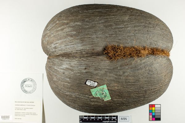 Arecaceae image
