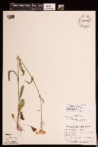 Packera paupercula image