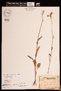 Packera paupercula image