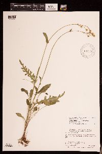 Packera paupercula image