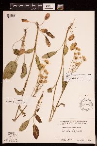 Packera paupercula image