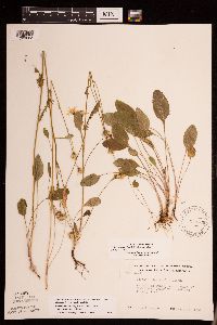 Packera paupercula image