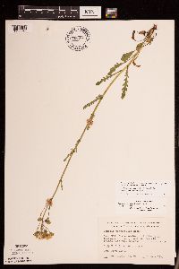 Packera paupercula image