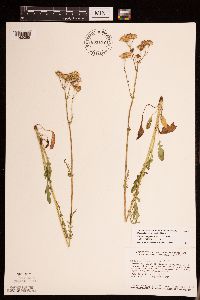 Packera paupercula image