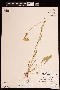Packera paupercula image