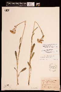 Packera paupercula image