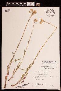 Packera paupercula image