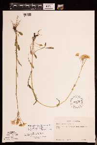 Packera paupercula image