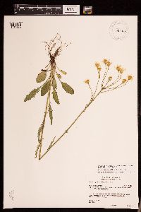 Packera paupercula image
