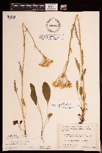 Packera paupercula image