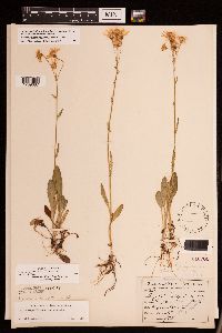 Packera paupercula image
