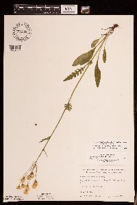 Packera paupercula image