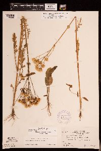 Packera paupercula image