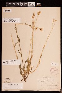 Packera paupercula image
