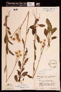 Packera paupercula image