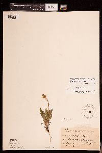 Packera paupercula image