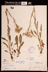 Packera paupercula image