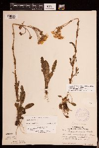 Packera paupercula image