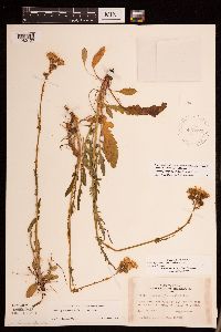Packera paupercula image