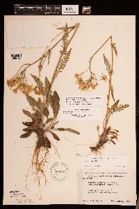 Packera paupercula image