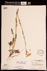 Packera paupercula image