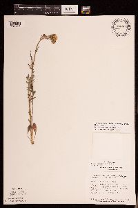 Packera paupercula image