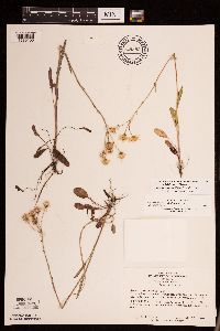 Packera paupercula image